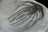 Rare, Spiny Heliopeltis Trilobite - Issoumour, Morocco #170721-4